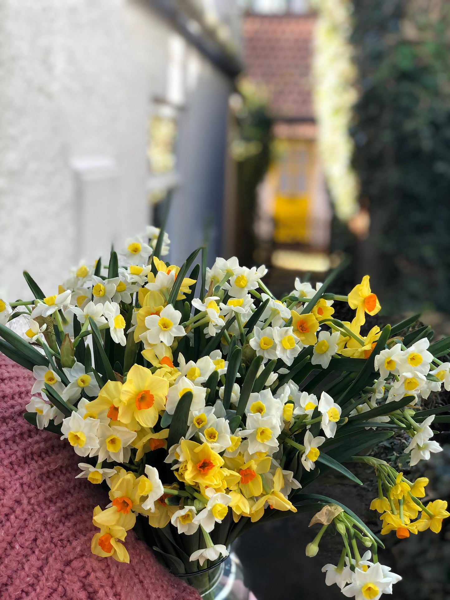 An Armful of Scented Narcissi