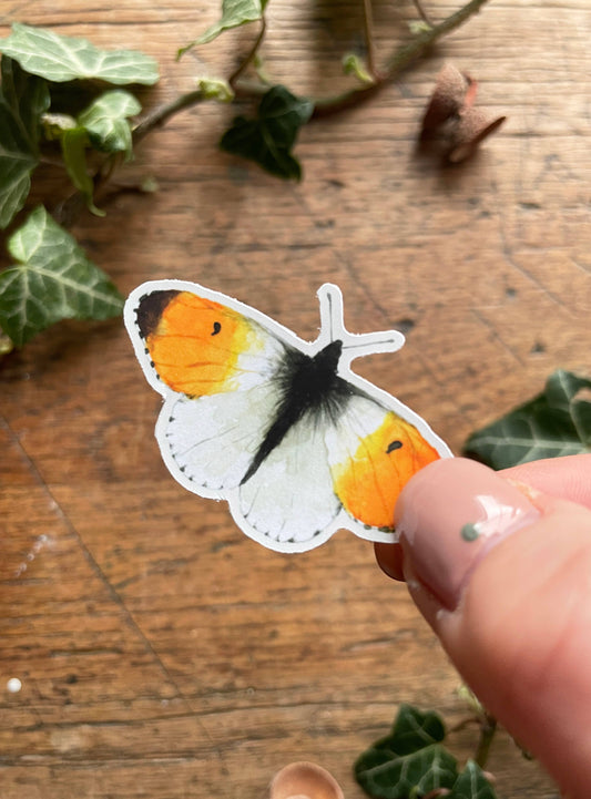 Orange Tip Butterfly Matt Vinyl Nature Stickers