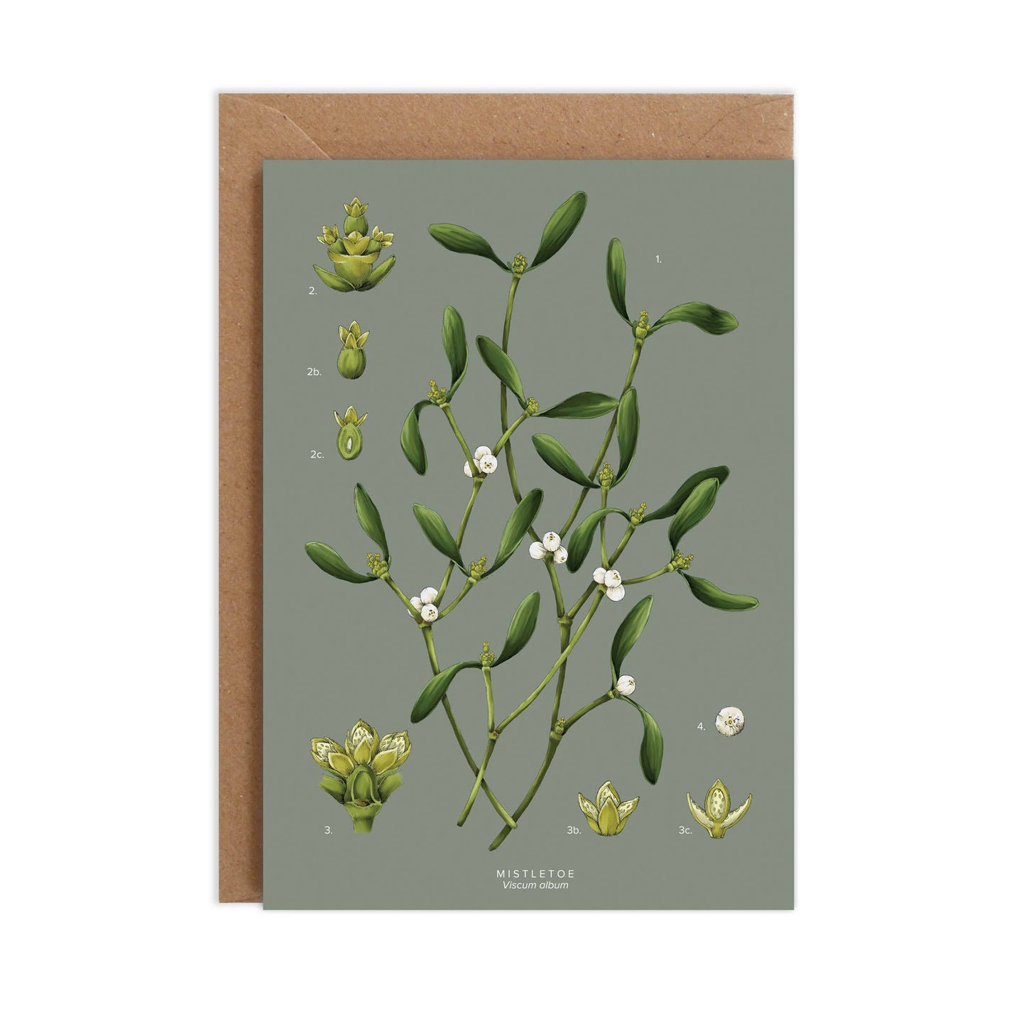 Species - Mistletoe - Christmas Card