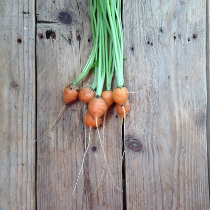 Piccolo Seeds - Paris Market Carrot