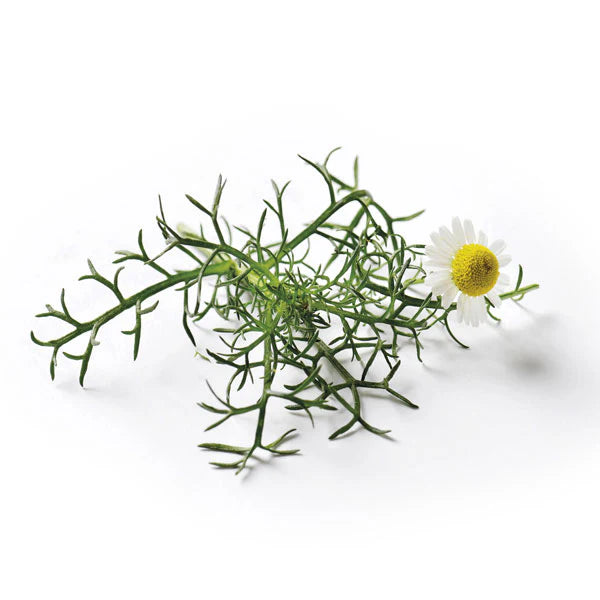 Piccolo Seeds - Roman Camomile