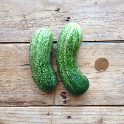 Piccolo Seeds - Cucumber Spacemaster