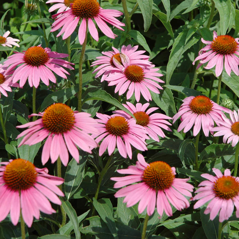 Piccolo Seeds - Echinacea Starlight