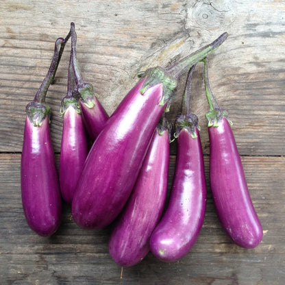 Piccolo Seeds - Slim Jim Eggplant