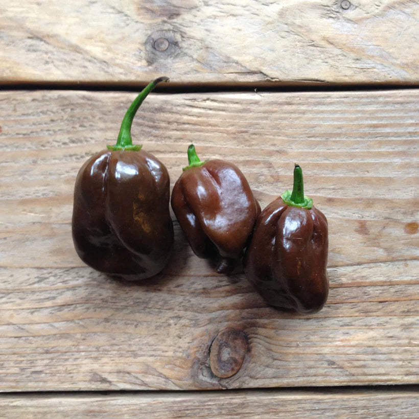 Piccolo Seeds - Chocolate Habanero Hot Pepper