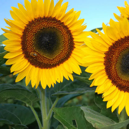 Piccolo Seeds - Sunflower Taiyo