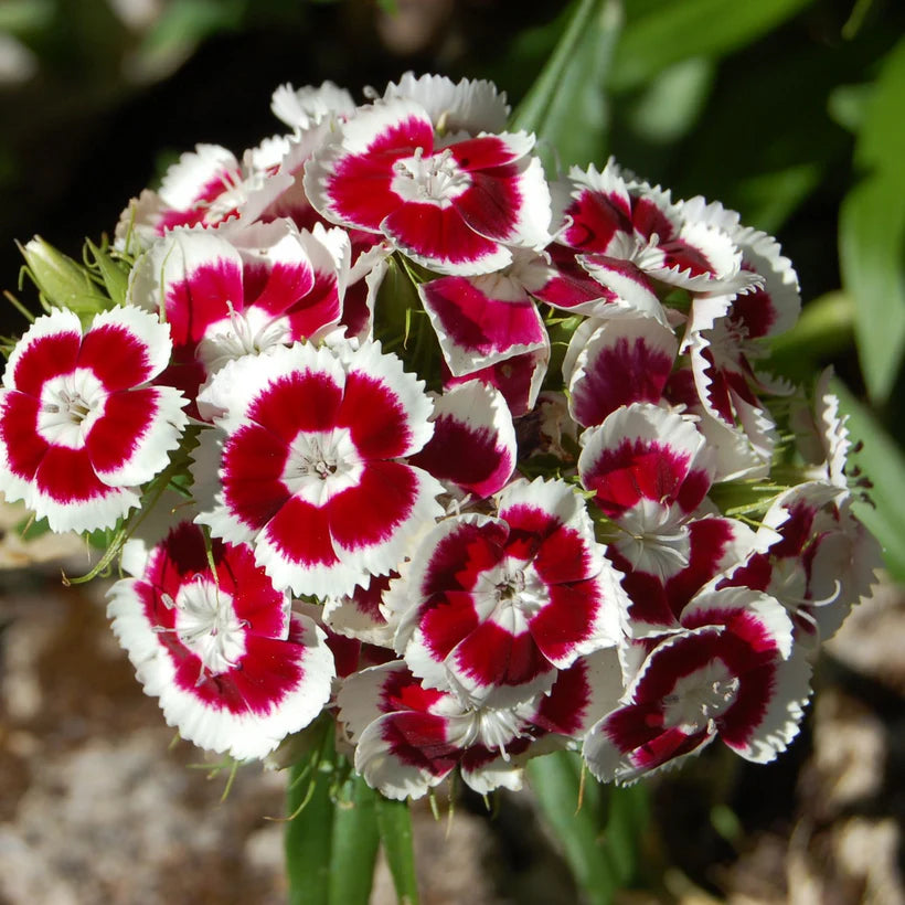 Piccolo Seeds - Sweet William Holborn Glory