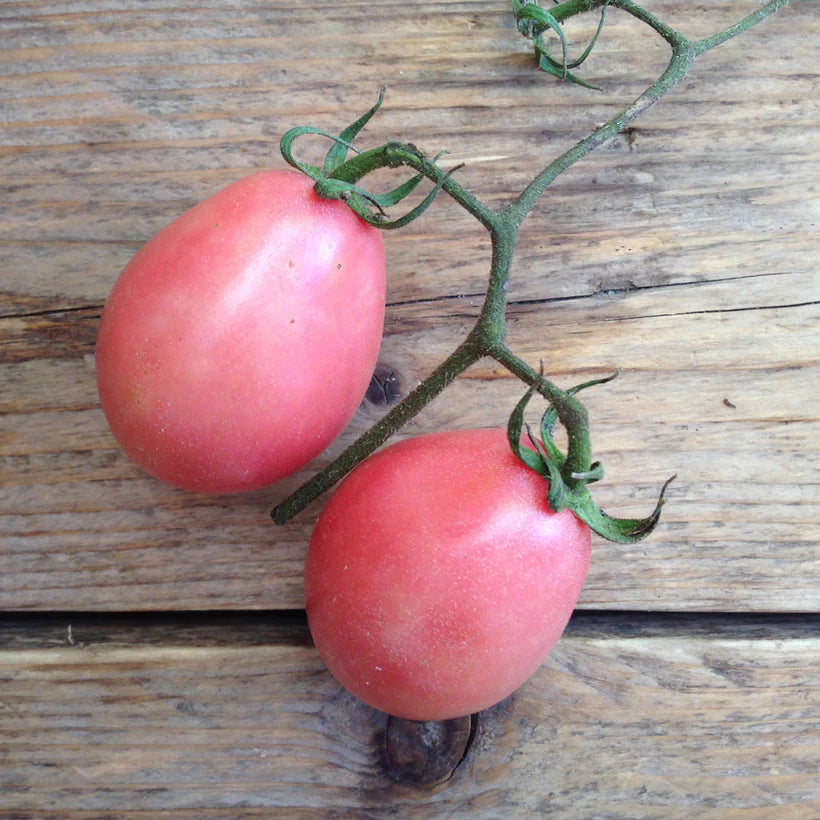 Piccolo Seeds - Tomato Thai Pink Egg