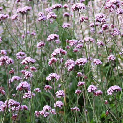 Piccolo Seeds - Verbena Common