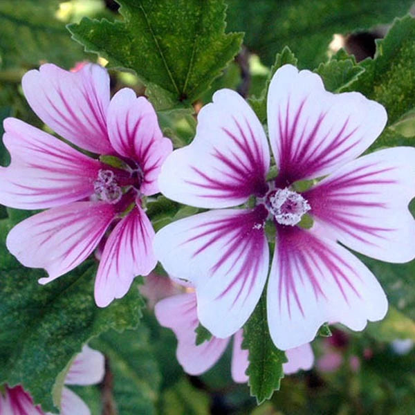 Piccolo Seeds - Mallow Zebrina