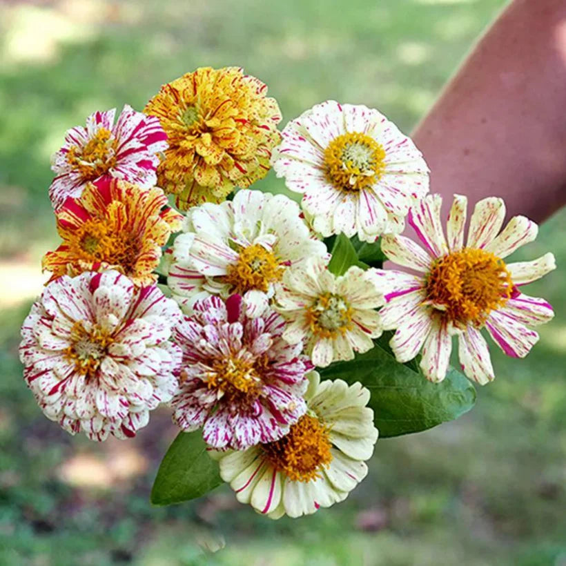 Piccolo Seeds - Zinnia Peppermint Stick