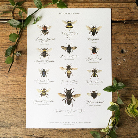 Bees of the World Chart Watercolour Art Print