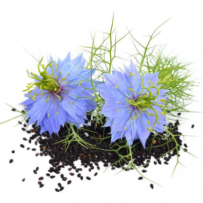 Piccolo Seeds - Nigella Black Cumin